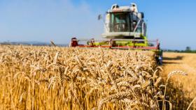 Российские аграрии собрали свыше 80 млн тонн зерна